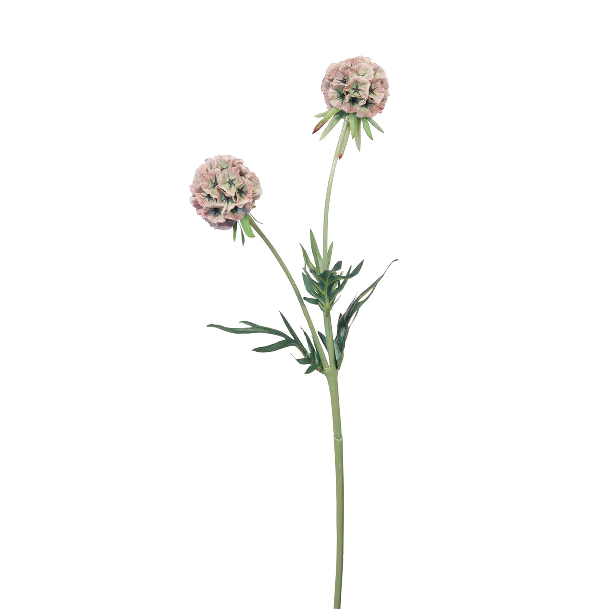 Fink Kunstblume Scabiosa hellgrün, rose Kunstfasern Höhe 55 cm